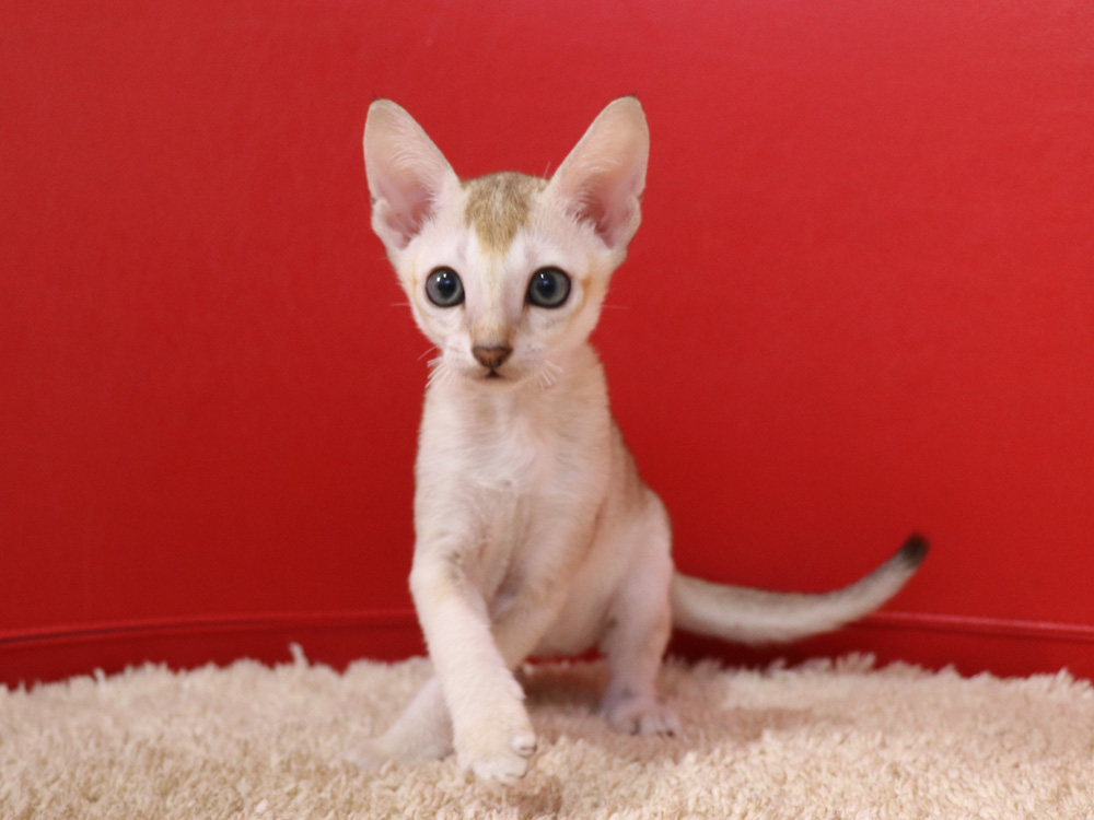 シンガプーラの子猫画像
