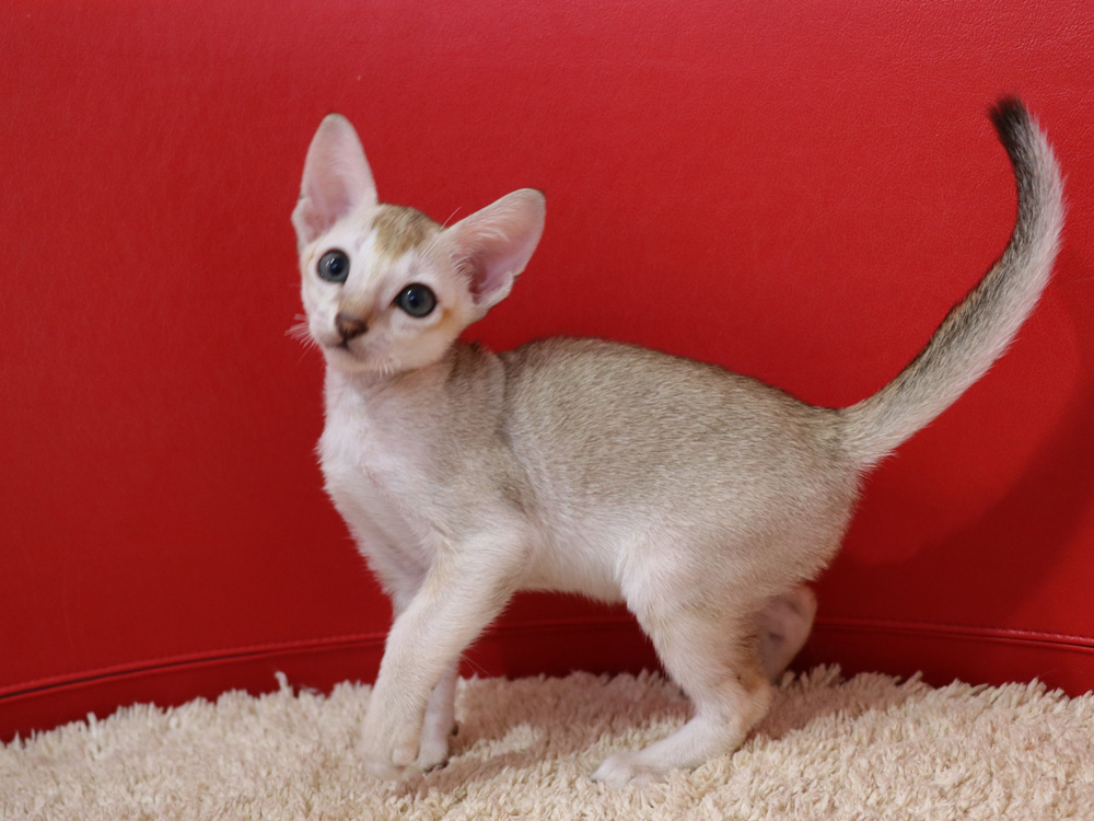 シンガプーラの子猫画像