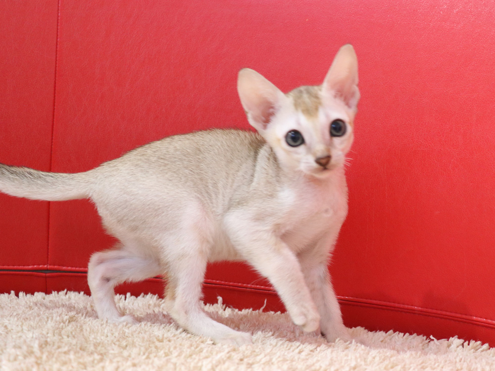 シンガプーラの子猫画像