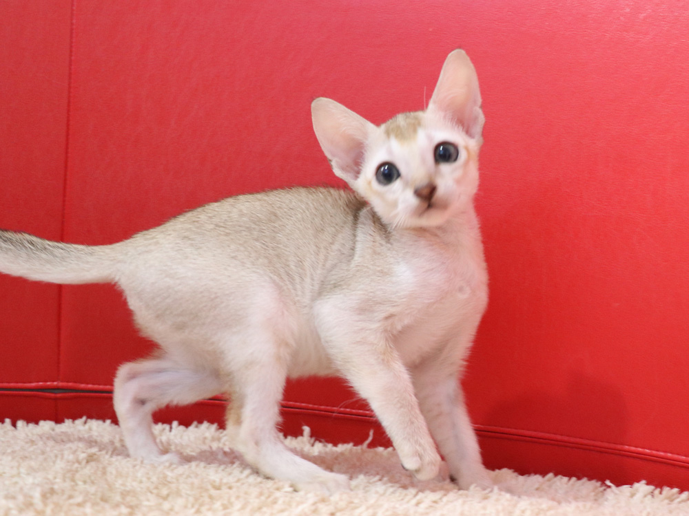 シンガプーラの子猫画像