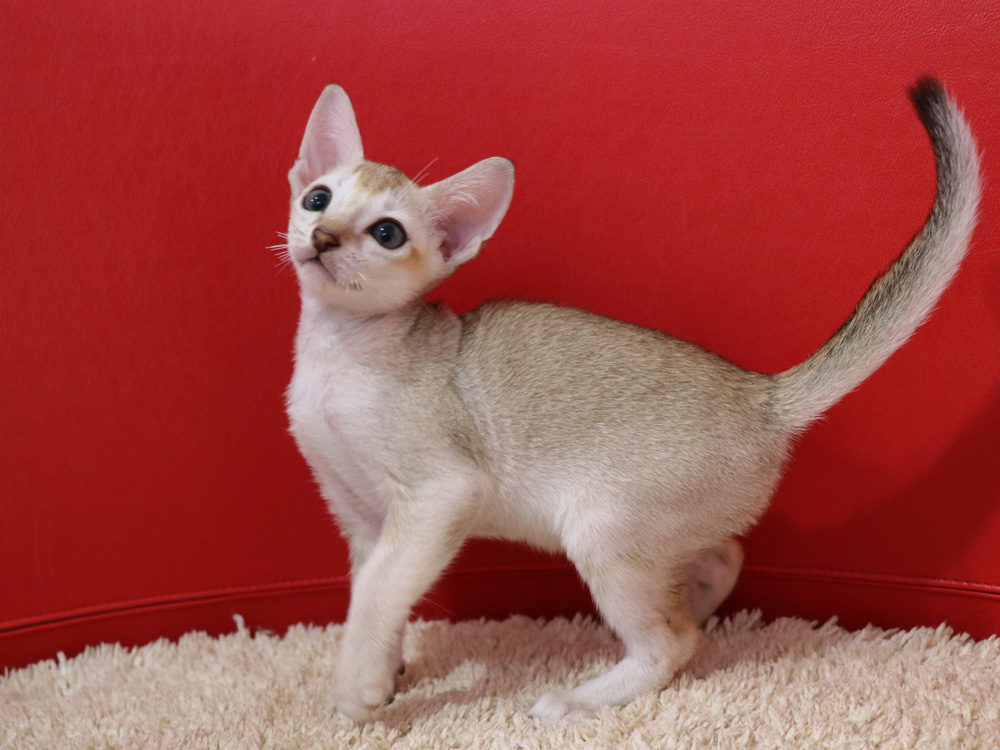 シンガプーラの子猫画像