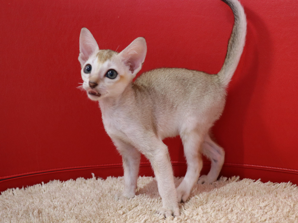 シンガプーラの子猫画像