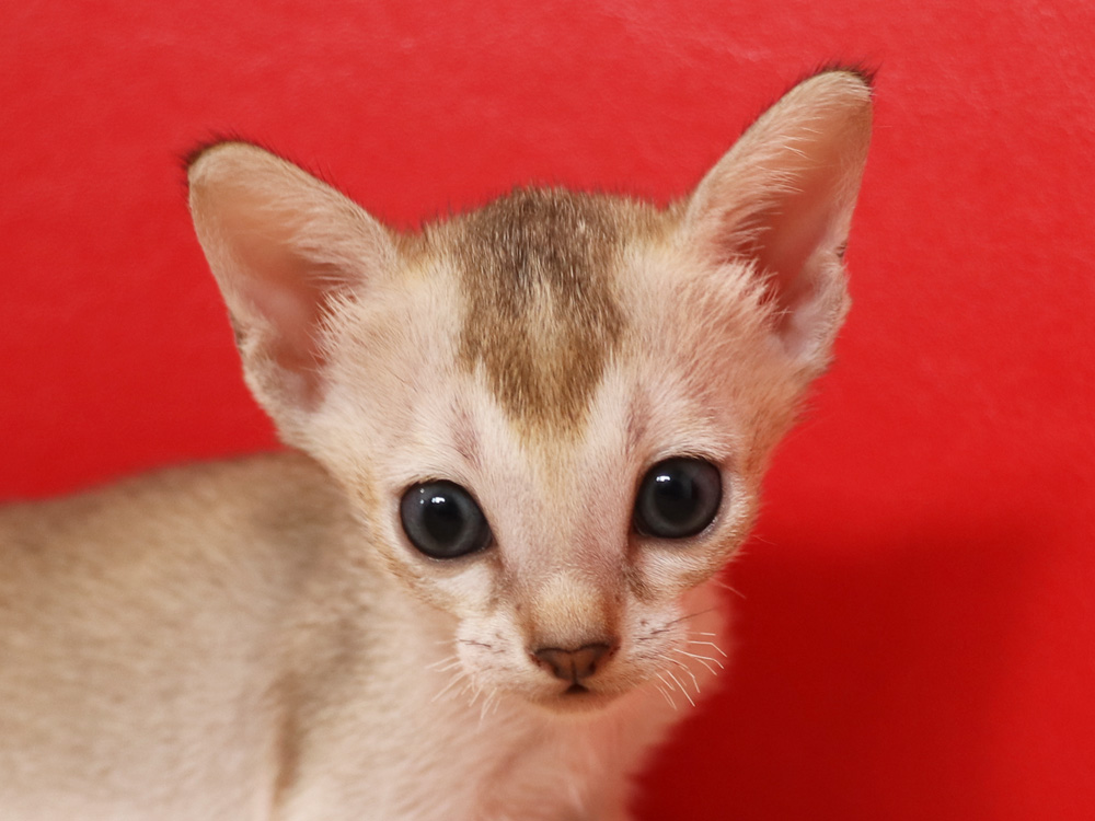 シンガプーラの子猫画像