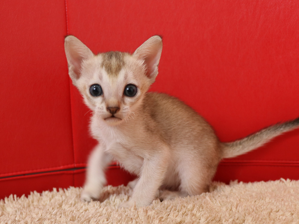 シンガプーラの子猫画像