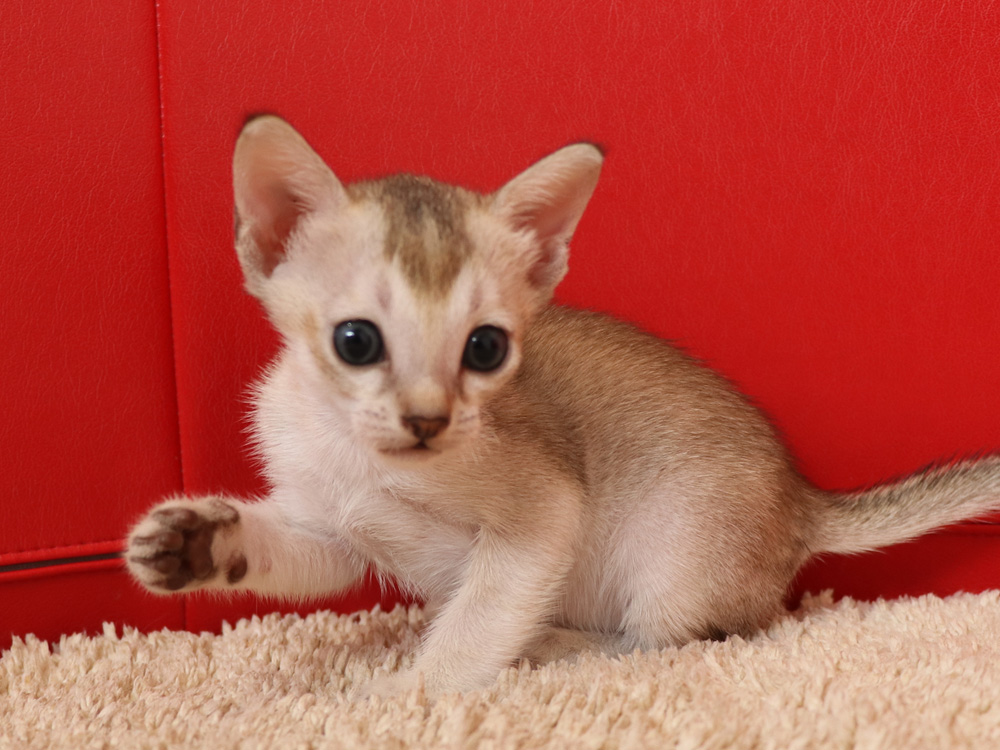 シンガプーラの子猫画像