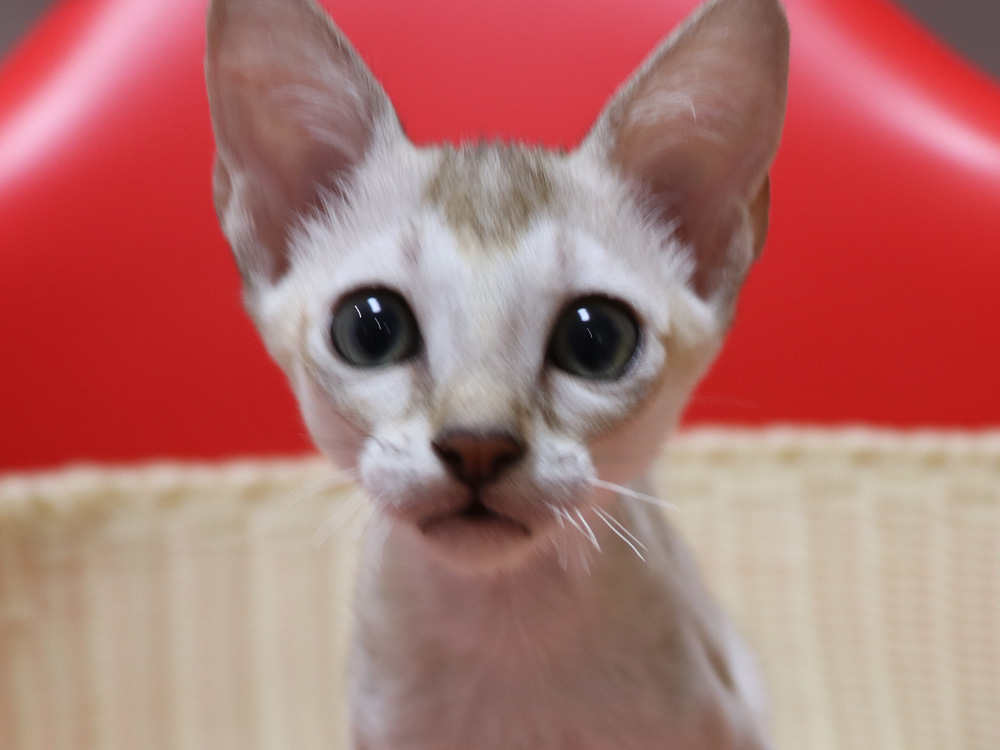 シンガプーラの子猫画像