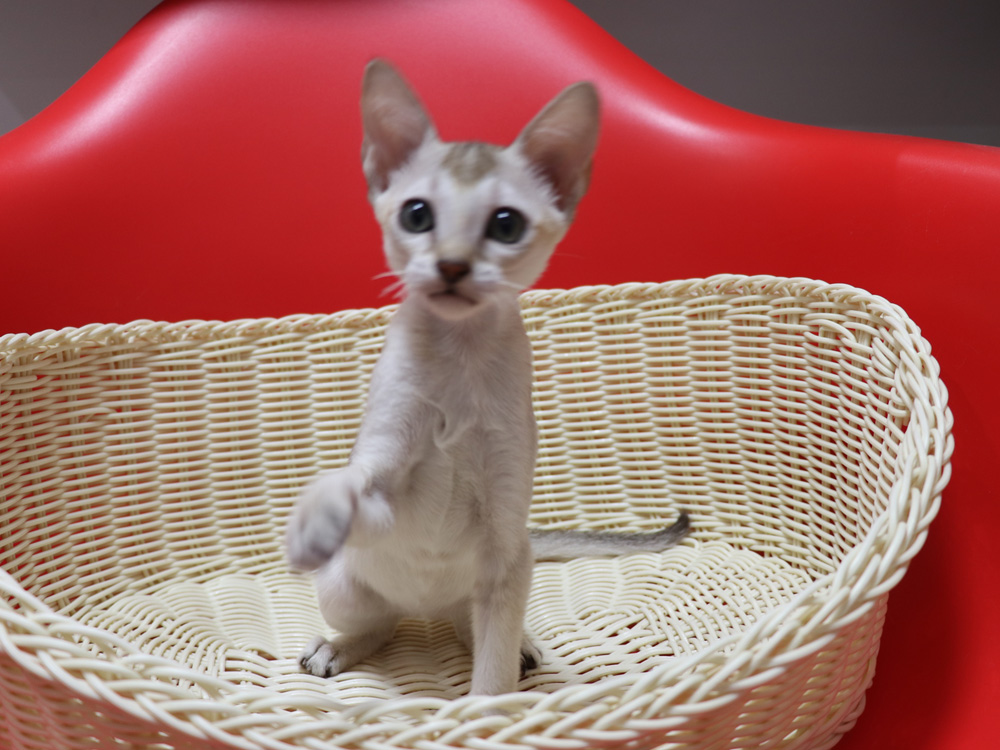 シンガプーラの子猫画像