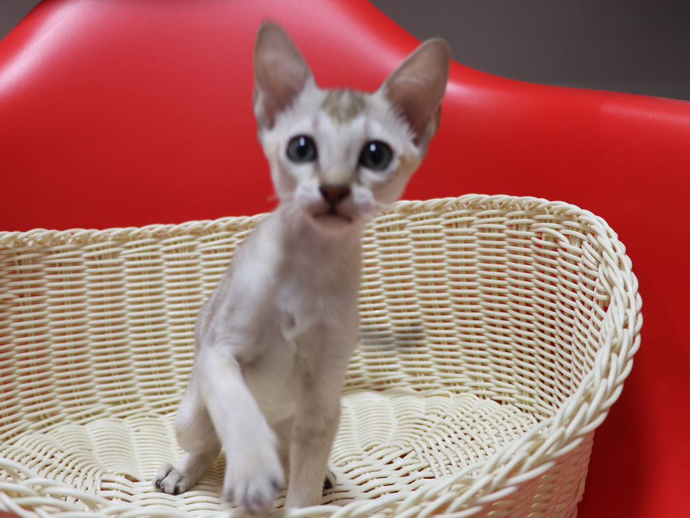 シンガプーラの子猫画像