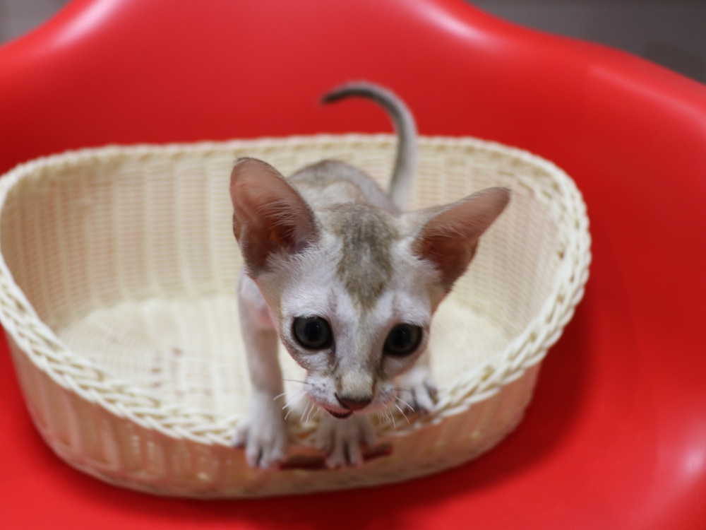 シンガプーラの子猫画像