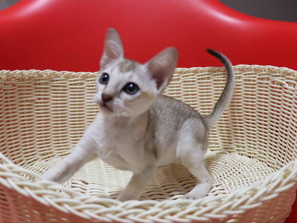 シンガプーラの子猫画像