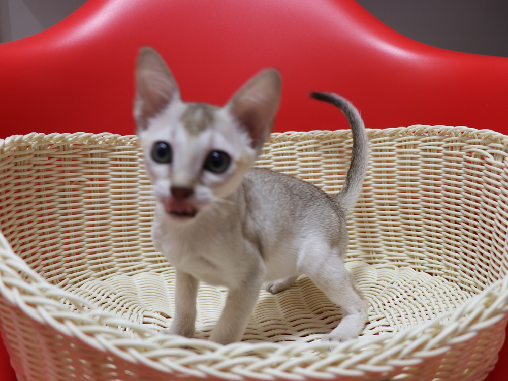 シンガプーラの子猫画像