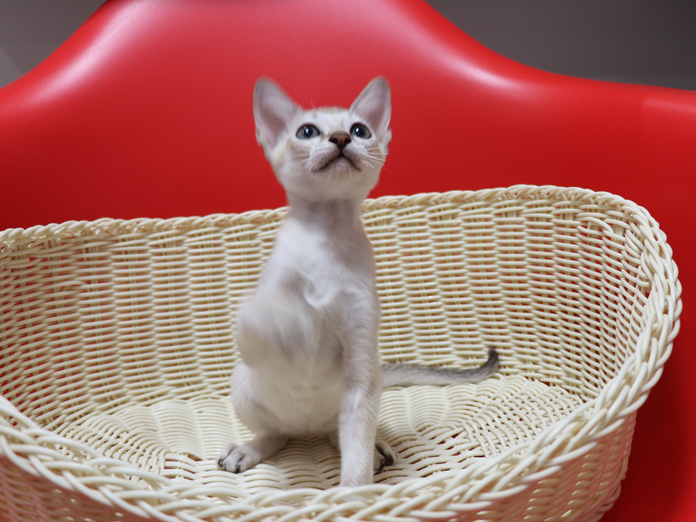 シンガプーラの子猫画像