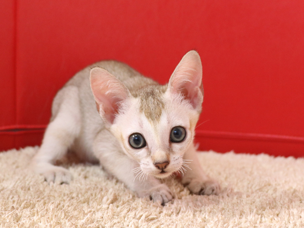 シンガプーラの子猫画像