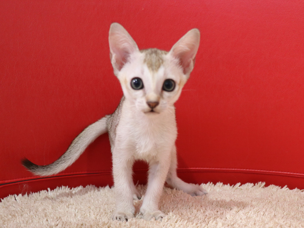 シンガプーラの子猫画像