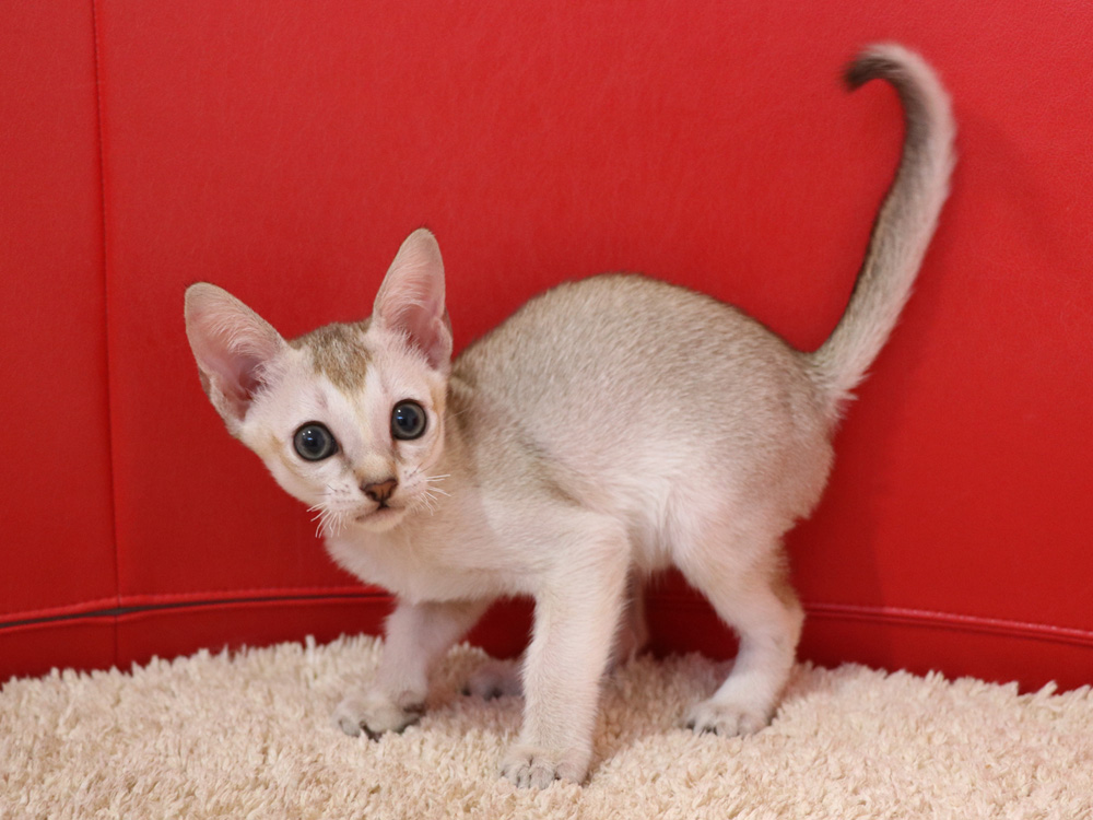 シンガプーラの子猫画像