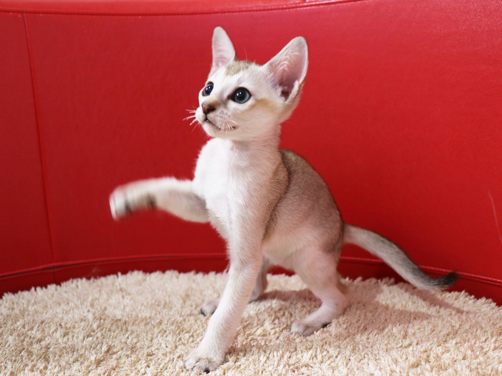 シンガプーラの子猫画像