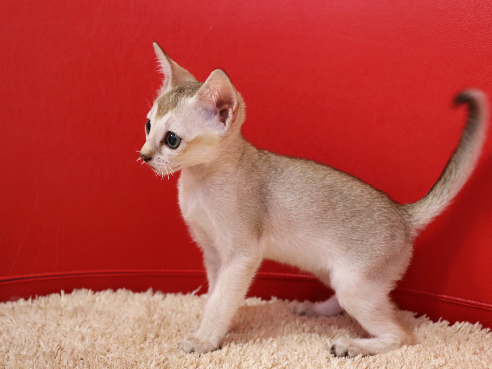 シンガプーラの子猫画像