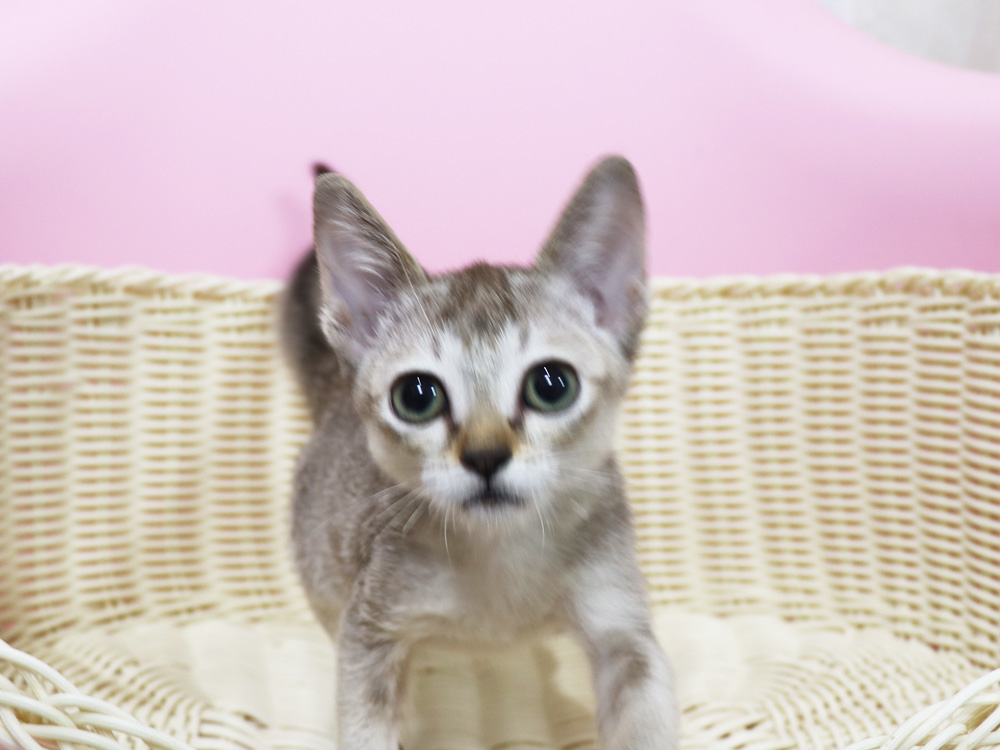 シンガプーラの子猫画像