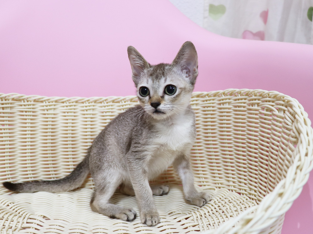シンガプーラの子猫画像