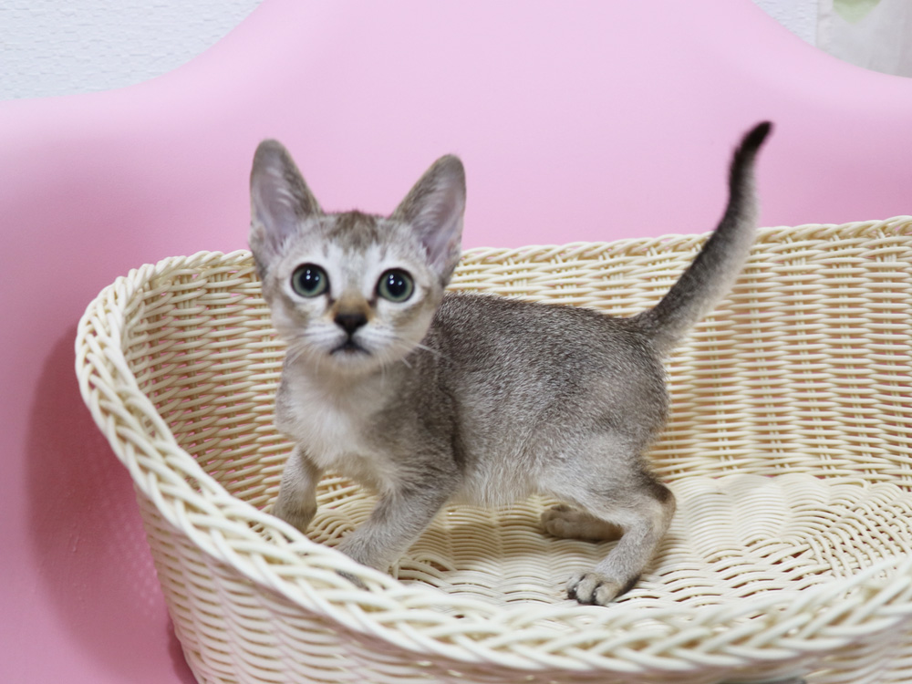 シンガプーラの子猫画像