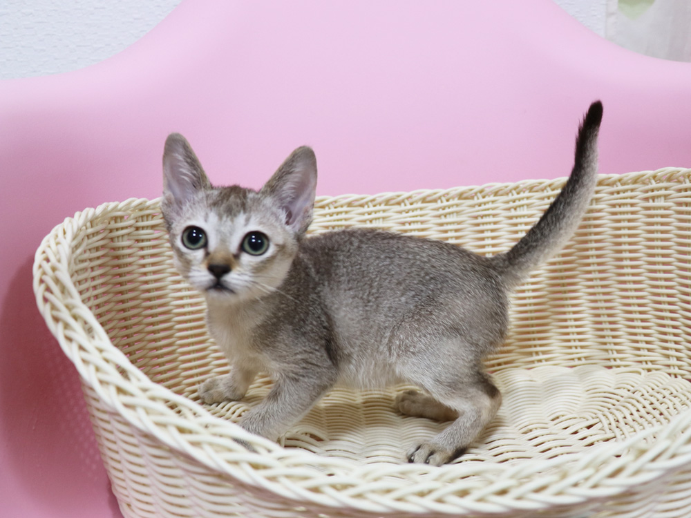 シンガプーラの子猫画像