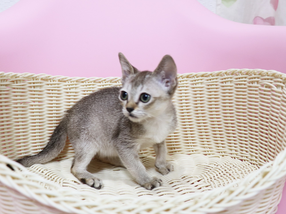 シンガプーラの子猫画像