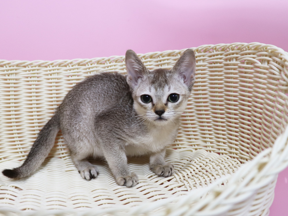 シンガプーラの子猫画像