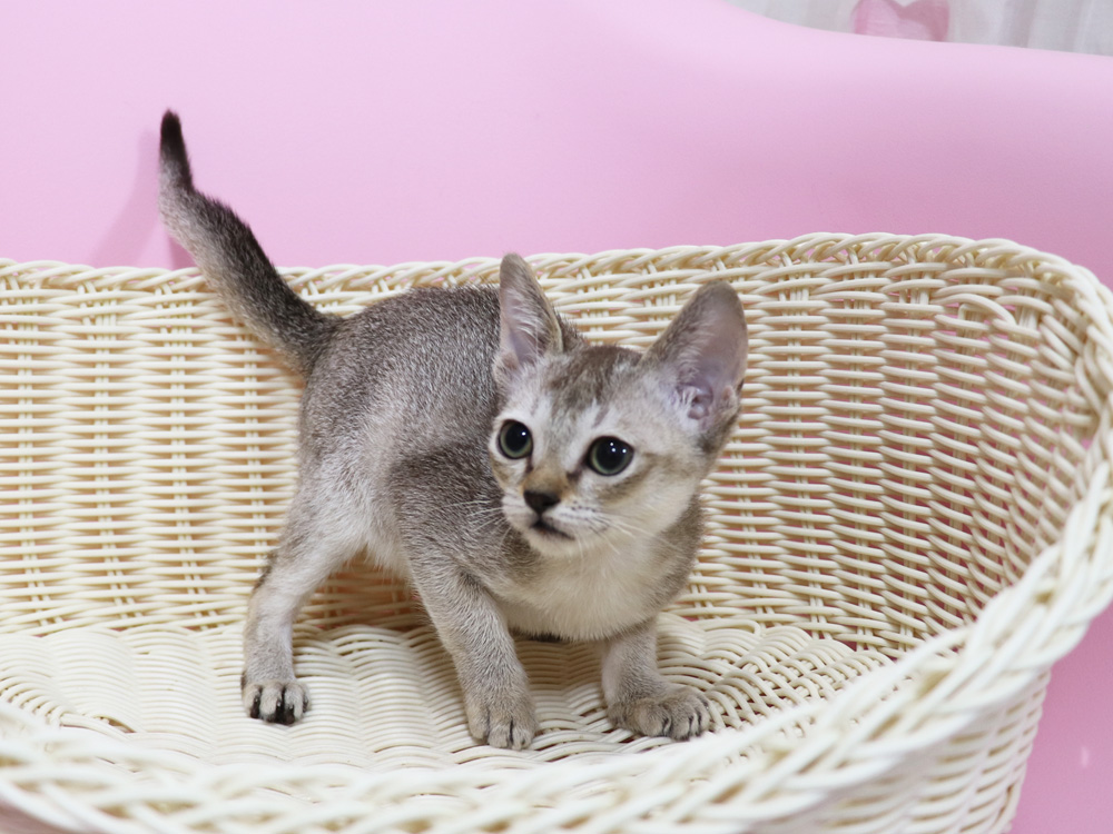 シンガプーラの子猫画像