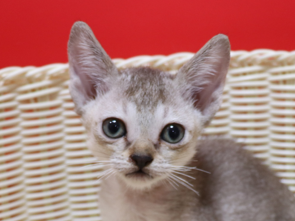 シンガプーラの子猫画像