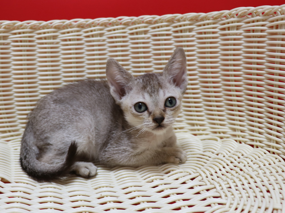 シンガプーラの子猫画像