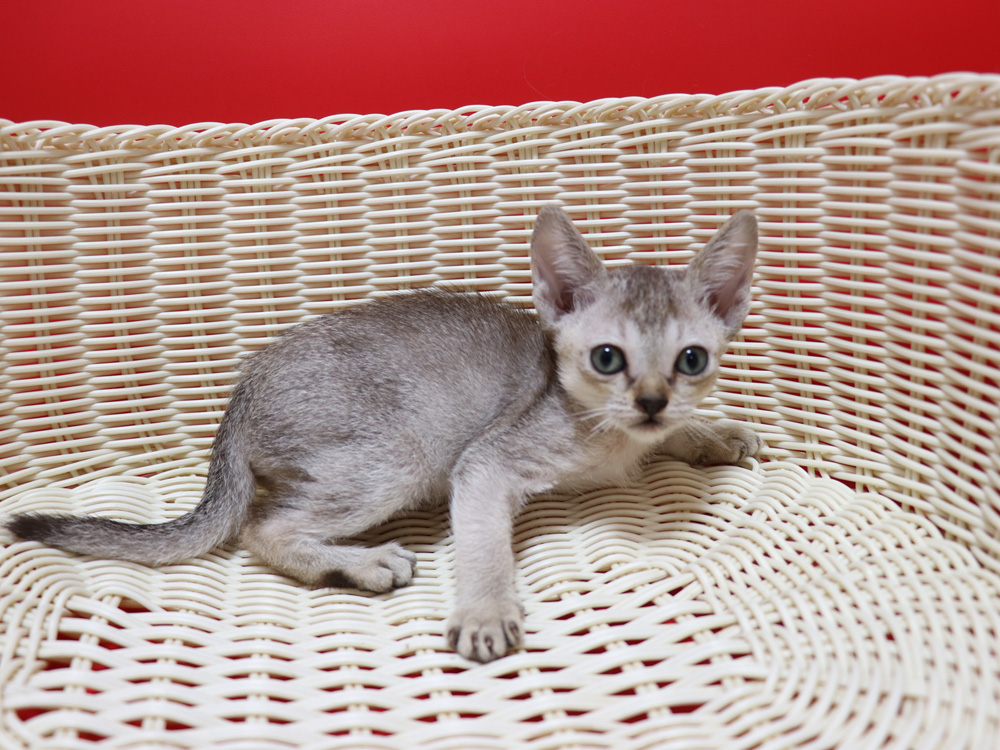 シンガプーラの子猫画像