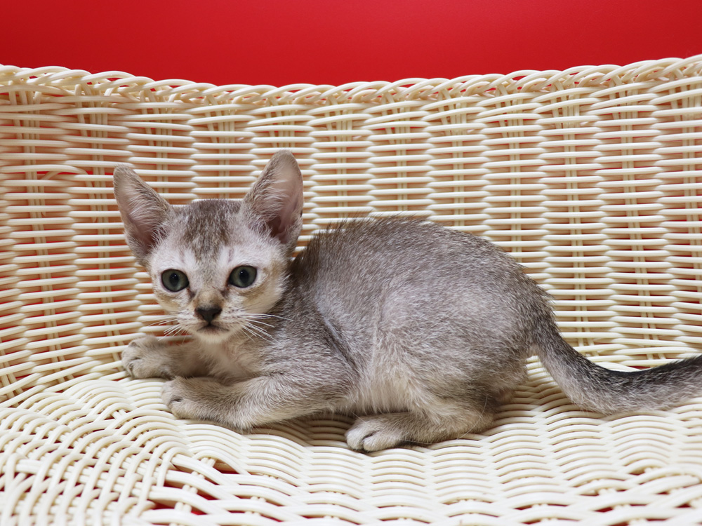 シンガプーラの子猫画像