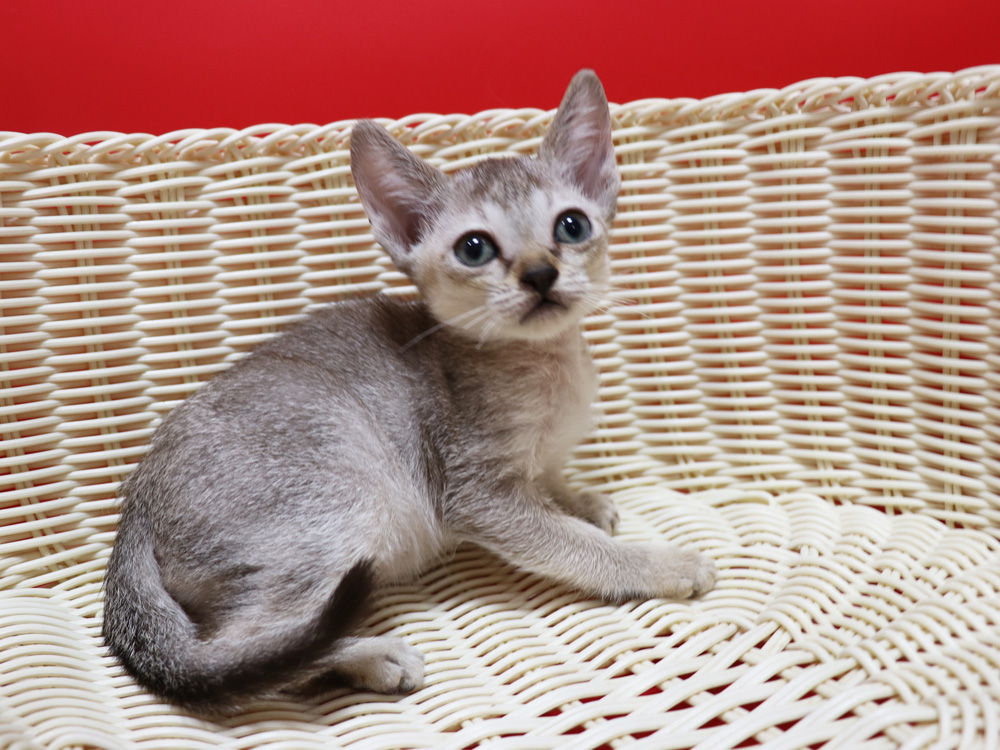 シンガプーラの子猫画像