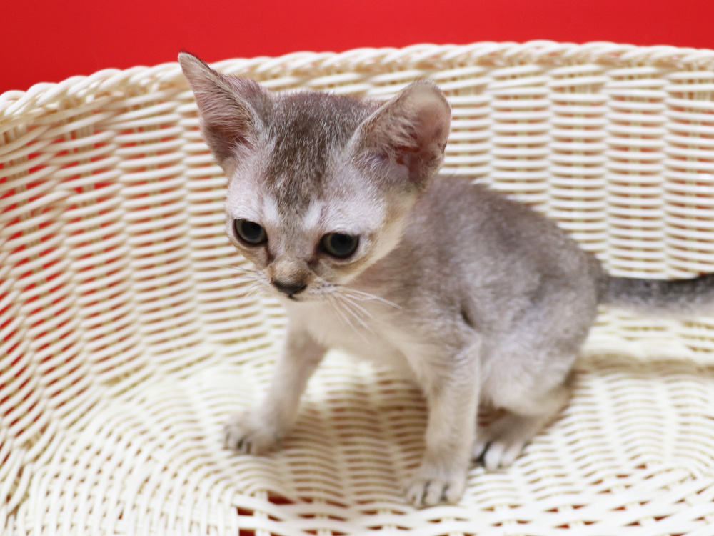 シンガプーラの子猫画像