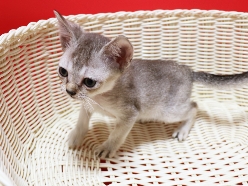 シンガプーラの子猫画像
