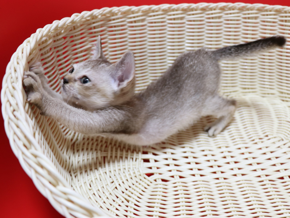シンガプーラの子猫画像