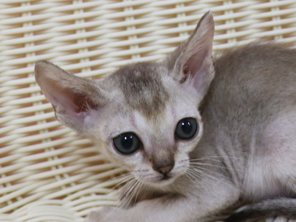 シンガプーラの子猫画像