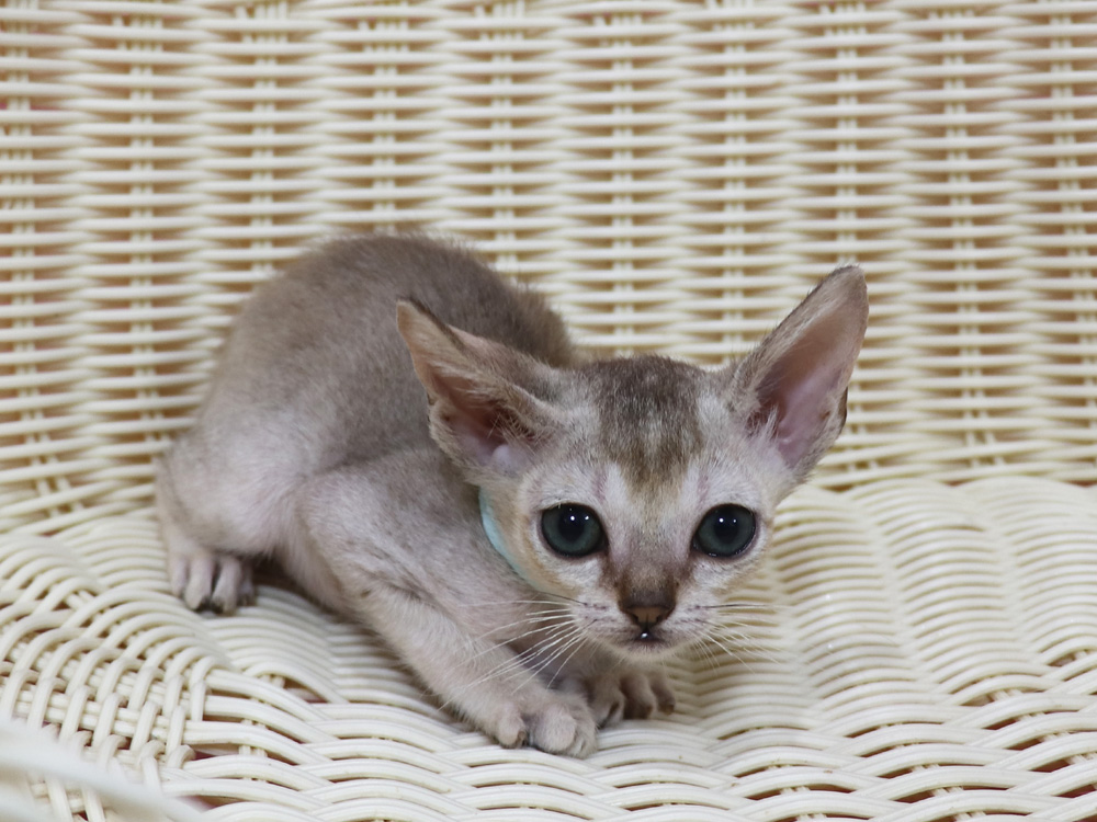シンガプーラの子猫画像