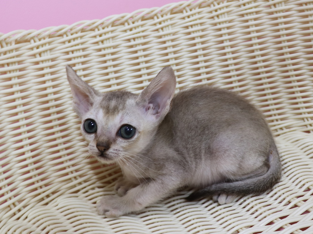 シンガプーラの子猫画像