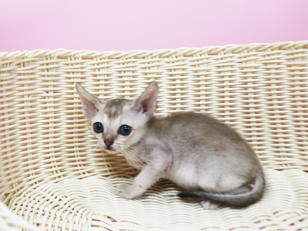 シンガプーラの子猫画像