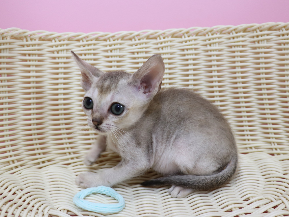 シンガプーラの子猫画像