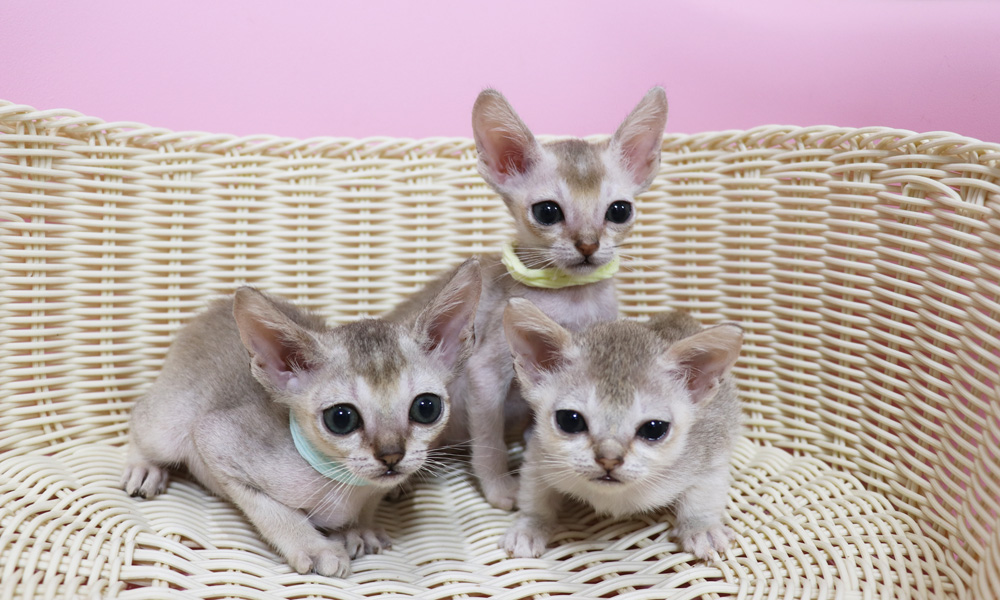 シンガプーラの子猫画像