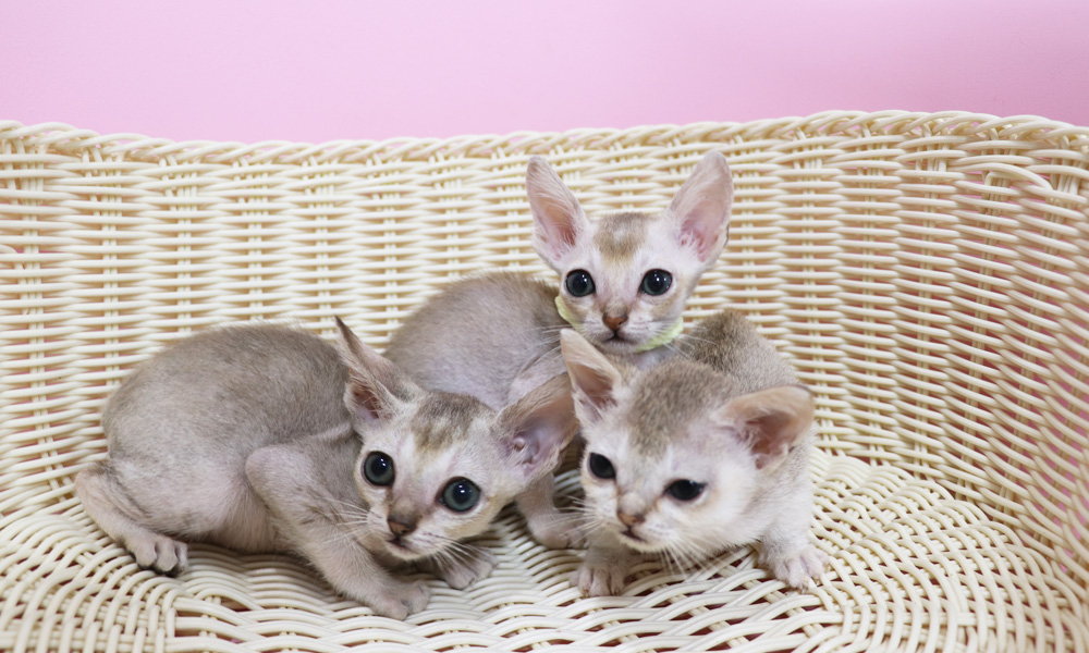 シンガプーラの子猫画像