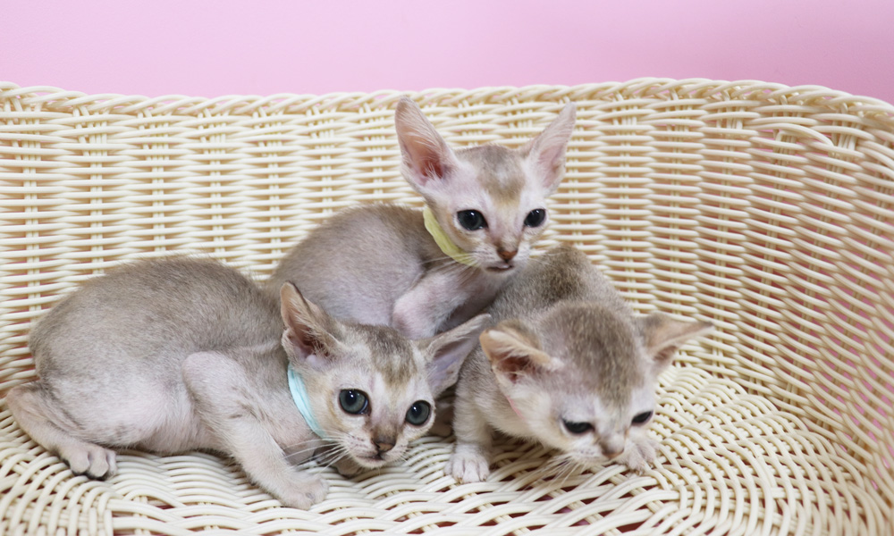 シンガプーラの子猫画像