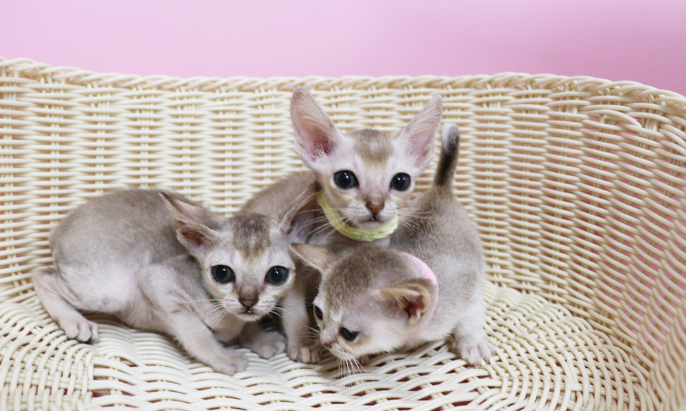 シンガプーラの子猫画像