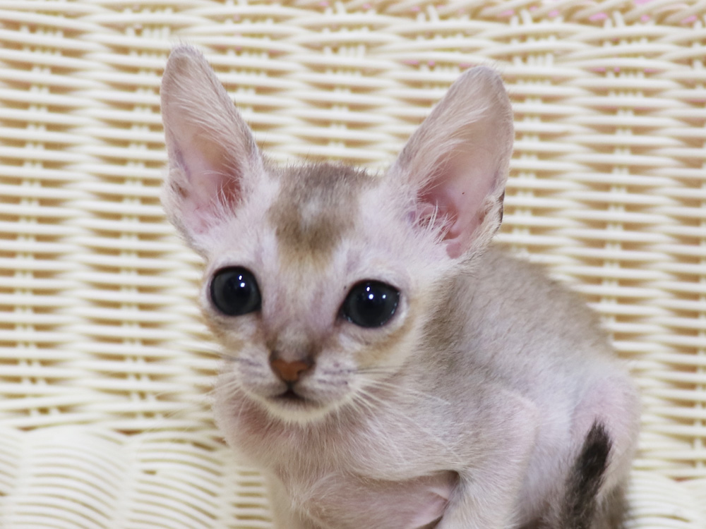 シンガプーラの子猫画像