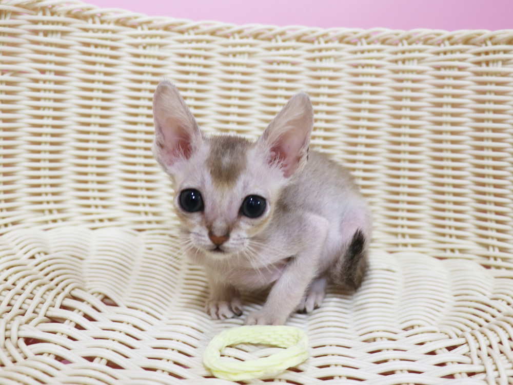 シンガプーラの子猫画像