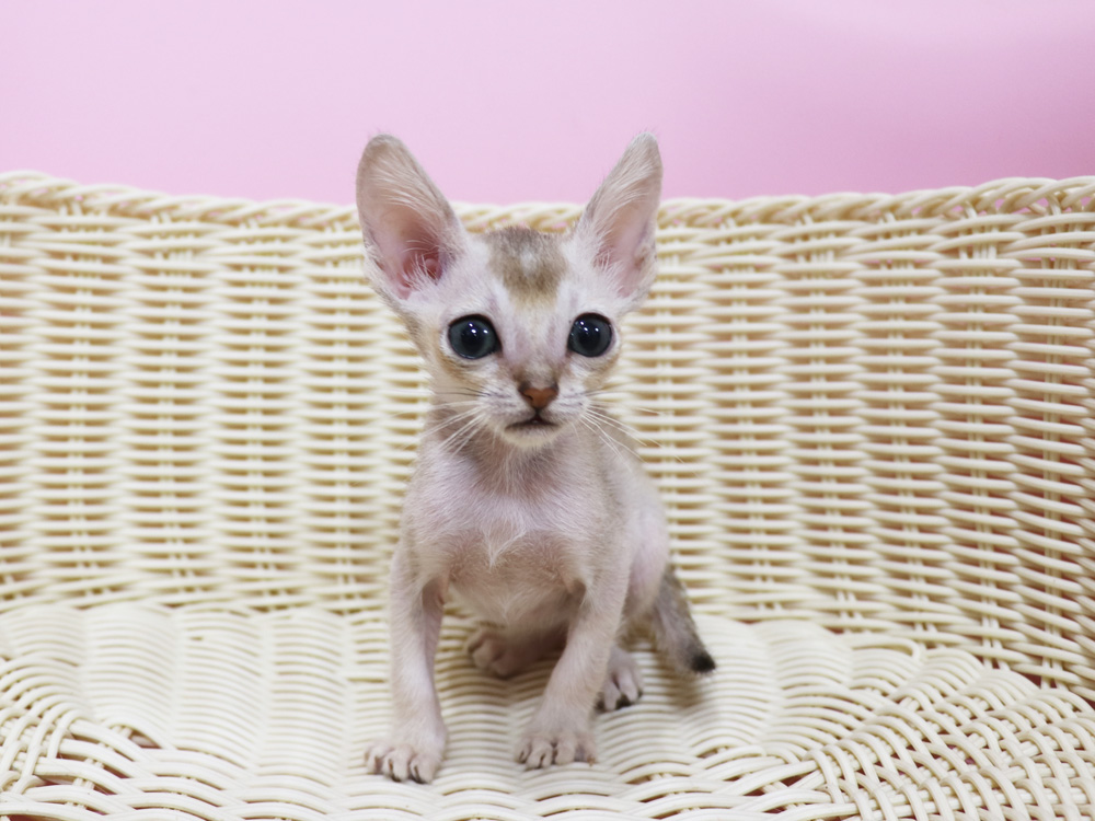 シンガプーラの子猫画像