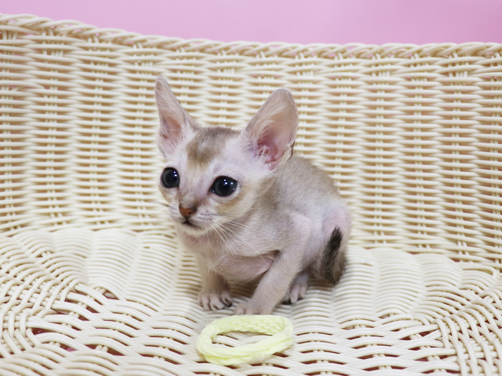 シンガプーラの子猫画像