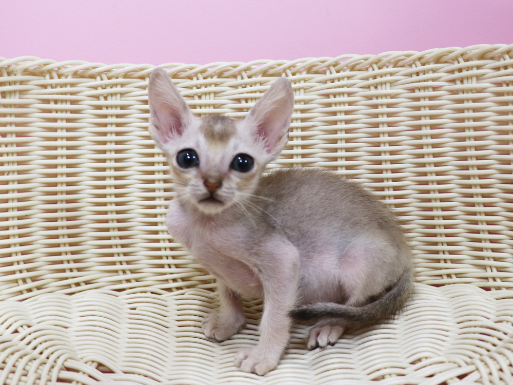 シンガプーラの子猫画像